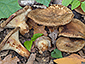 Paxillus filamentosus