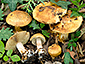 Cortinarius osmophorus