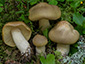 Tricholoma saponaceum