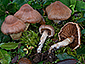 Cortinarius hinnuleus