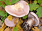 Cortinarius molochinus