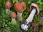 Cortinarius laniger