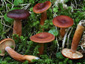 Lactarius badiosanguineus