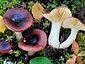 Russula saliceticola