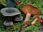 Lactarius fennoscandicus