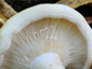 Lactarius evosmus