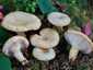 Lactarius olivinus