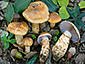 Cortinarius caligatus