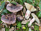 Russula amoenicolor