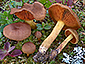 Cortinarius malicorius