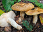 Russula grata