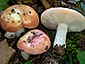 Russula velutipes