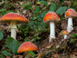 Amanita muscaria