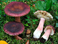 Russula taigarum