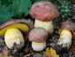 Boletus pseudoregius