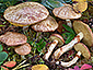 Suillus flavidus