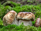 Boletus edulis