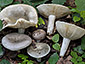 Russula medullata