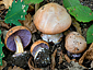 Cortinarius arcuatorum