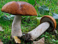 Leccinum aurantiacum