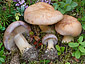 Cortinarius balteatus