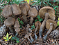 Inocybe calamistrata