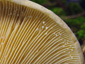 Lactarius intermedius