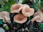 Lactarius decipiens