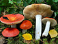 Russula intermedia