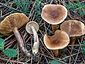 Lactarius hepaticus