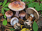 Cortinarius rufo-olivaceus