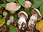 Cortinarius turgidus