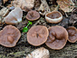 Gyromitra parma