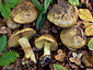 Cortinarius citrinus