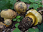 Boletus torosus