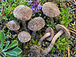Inocybe impexa