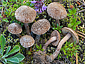 Inocybe impexa