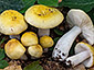 Russula solaris