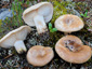 Lactarius musteus