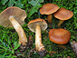 Cortinarius renidens