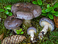 Lactarius trivialis