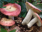 Russula curtipes