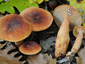 Lactarius fulvissimus