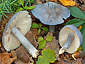 Entoloma bloxamii