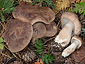 Tricholoma imbricatum