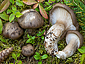 Hygrophorus camarophyllus