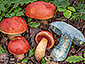 Boletus dupainii