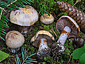 Cortinarius caesiocinctus