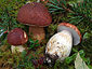 Boletus pinophilus