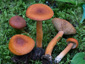 Lactarius aurantiacus